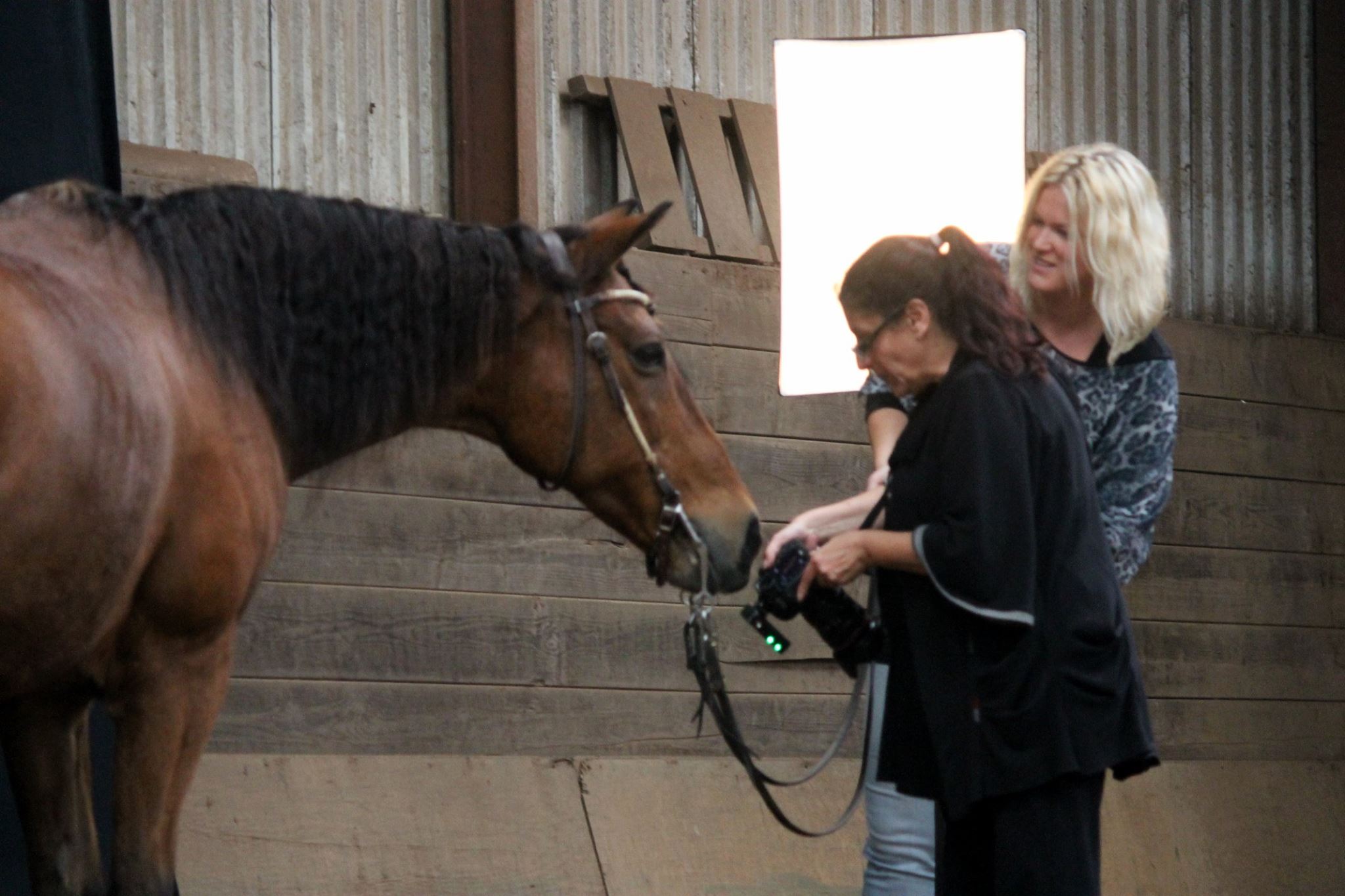 Paardenshoot in Binnenbak - Blog - Carine Belzon | Fotograaf