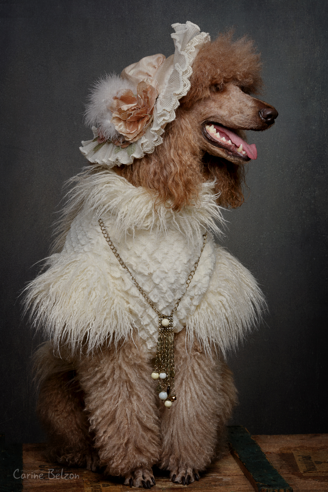 Hond (en baas) minisessies - Carine Belzon | Fotograaf Drachten