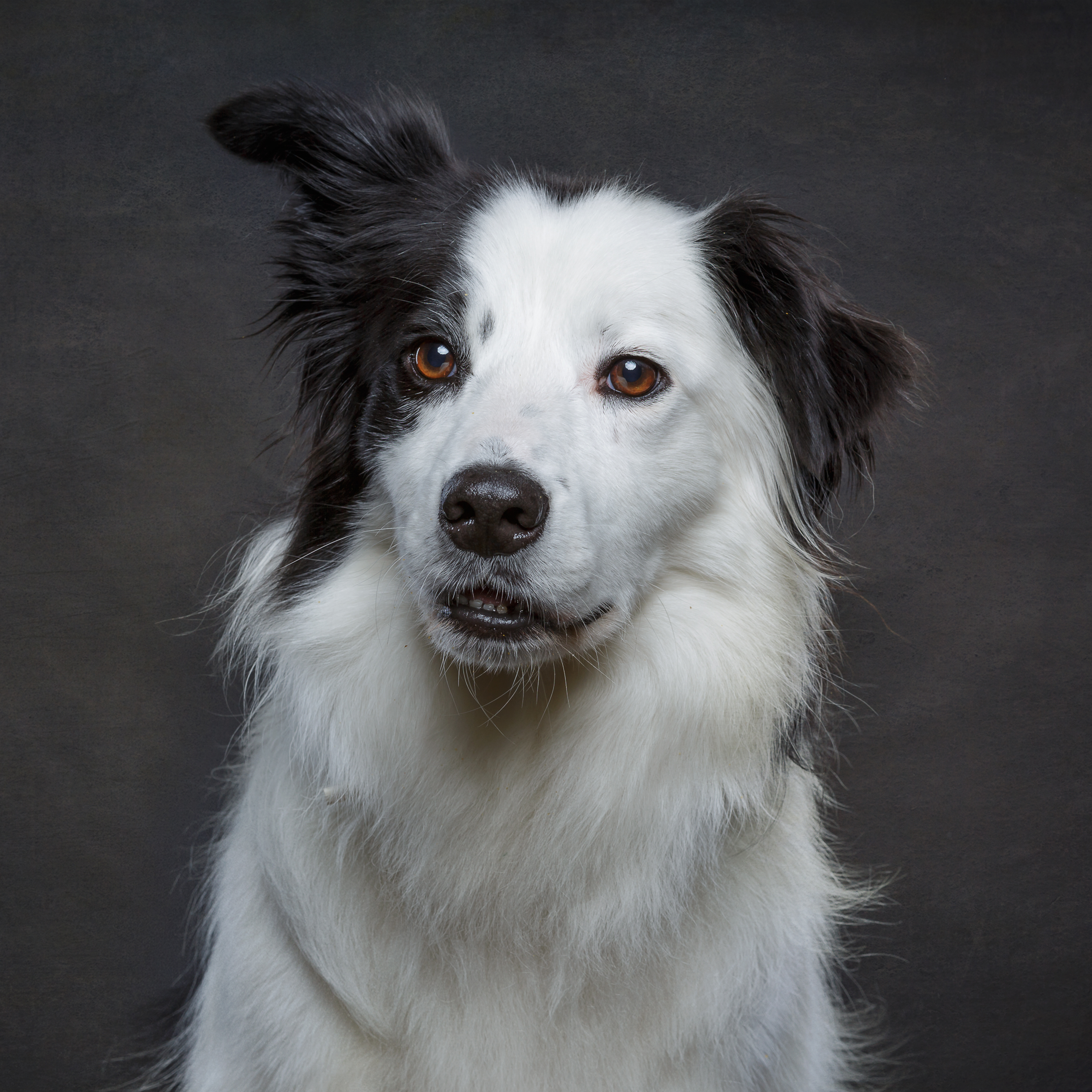Hond (en baas) minisessies - Carine Belzon | Fotograaf Drachten