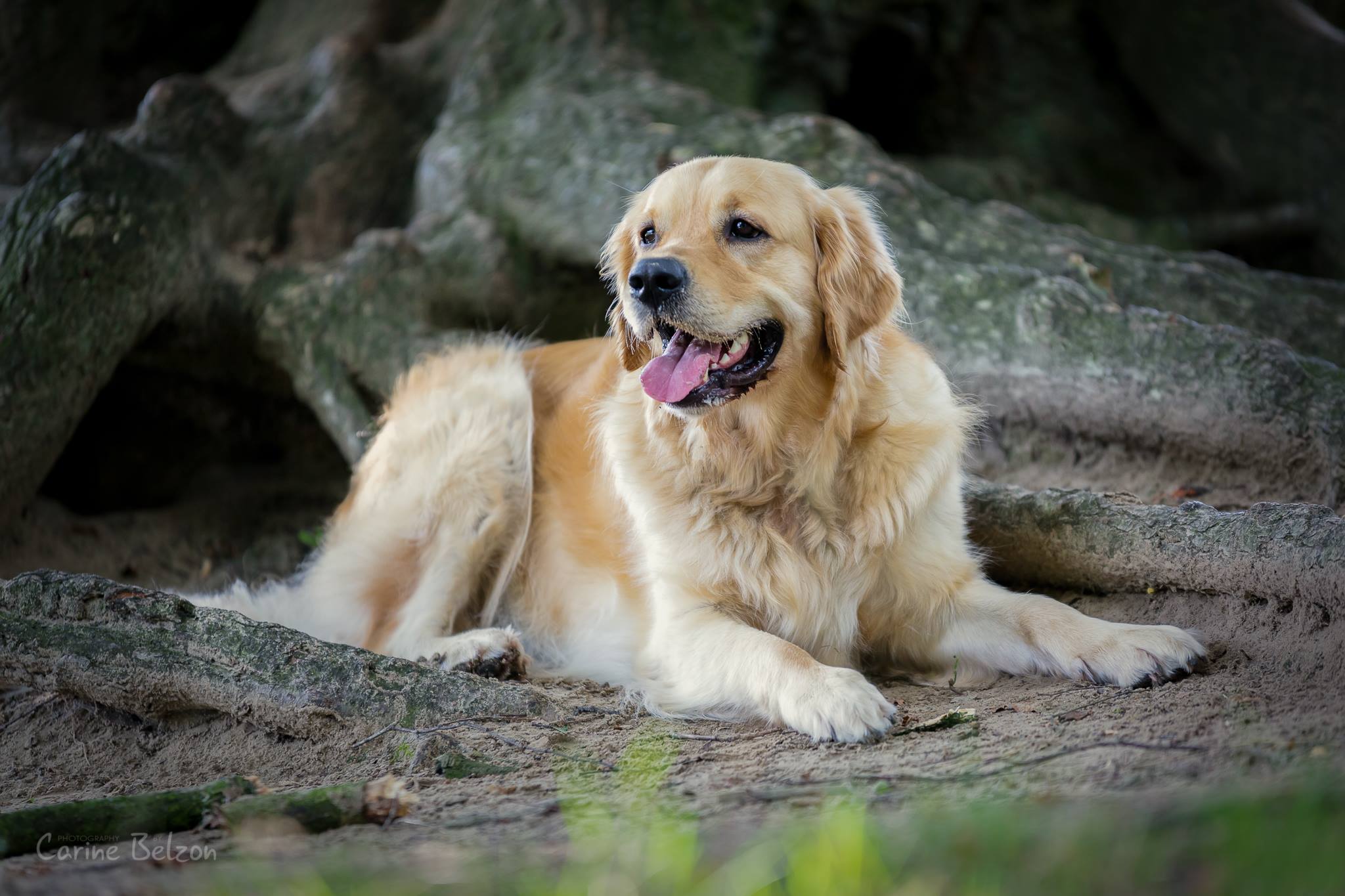 Blog - Honden shoot op locatie - Carine Belzon | Fotograaf Friesland